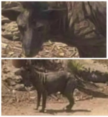 معلومات متضاربة عن  ظهور حيوان غريب في مصر معلومات متضاربة عن  ظهور حيوان غريب في مصر