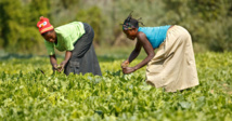 منظمة الأغذية والزراعة FAO :  شباب إفريقيا السبيل لإنعاش إقتصاد القارة الزراعي