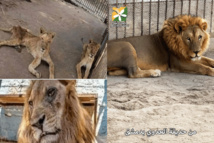 مدير حديقة العدوي الدمشقية يدفع الموالين للمطالبة بمعاملتهم كـ"الحيوانات" مدير حديقة العدوي الدمشقية يدفع الموالين للمطالبة بمعاملتهم كـ"الحيوانات"