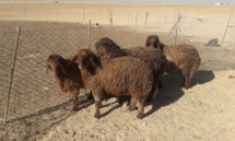 مجموعة من الأغنام في أحد أسواق مدينة حمص (سوق الغنم حمص الفرقلس السوح/ فيس بوك) للمزيد مجموعة من الأغنام في أحد أسواق مدينة حمص (سوق الغنم حمص الفرقلس السوح/ فيس بوك) للمزيد