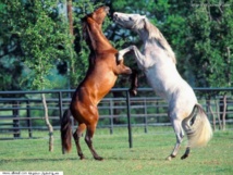 الخيول العربية "كنز ثمين" ودعوات لاكثارها بـ"نقل الاجنة" و"التلقيح الصناعي" الخيول العربية "كنز ثمين" ودعوات لاكثارها بـ"نقل الاجنة" و"التلقيح الصناعي"