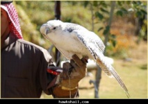 تربية الصقور.. هواية الشيوخ والامراء في الكويت تربية الصقور.. هواية الشيوخ والامراء في الكويت