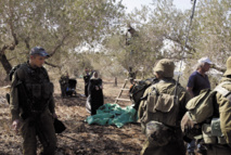 شجره الزيتون رمز للصراع بين الاسرائيليين والفلسطينيين شجره الزيتون رمز للصراع بين الاسرائيليين والفلسطينيين