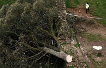 شجرة روبن هود بعد قطعها-سكرين شوت - اي تي في شجرة روبن هود بعد قطعها-سكرين شوت - اي تي في