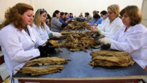 السيجار صناعة جديدة تشق طريقها في سوريا في خضم الحرب السيجار صناعة جديدة تشق طريقها في سوريا في خضم الحرب