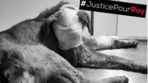 المغرب: قضية الكلب "راي"جريمة محلية تستأثر باهتمام دولي المغرب: قضية الكلب "راي"جريمة محلية تستأثر باهتمام دولي