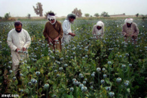 زراعة الافيون بلغت أعلى مستوياتها من ثلاثينات القرن الماضي