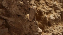 فرنسا: العثور على سن بشرية عمرها 560 ألف سنة