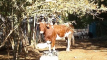 كورنيت.. بقرة تحولت إلى رمز للحياة بعدما أفلتت من الذبح