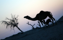 صور "الصحافة الفرنسية" بمعرض أبوظبى للصيد والفروسية