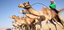 مهرجان "الظفرة" الإماراتي يعيد قوافل الابل الى صحراء الربع الخالي مهرجان "الظفرة" الإماراتي يعيد قوافل الابل الى صحراء الربع الخالي