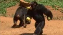 علماء يبحثون عن سبب رمي "قردة الشمبانزي"الحجارة على الأشجار