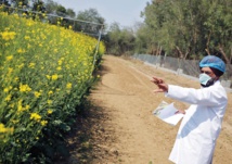 زراعة فول الصويا زراعة فول الصويا