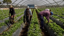 اسبانيا بحاجة شديدة للمهاجرين الذين لعبوا دورا كبيرا في تحقيق نمو اقتصادي وصل إلى 2,9 بالمئة عام 2025 وقد شغل المهاجرون نصف الوظائف المستحدثة في بعض القطاعات منها الزراعة (Bernat Armangue/dpa/AP/picture alliance)