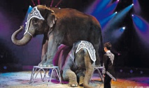 أفيال أسيوية تقدم آخر عروضها في سيرك بأمريكا قبل التقاعد