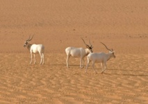 غزال "مها ابو عدس" على وشك الاندثار في البرية غزال "مها ابو عدس" على وشك الاندثار في البرية