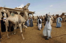 برقاش... مشاهد من سوق الجمال في مصر