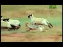 علماء يرسمون عيونا على مؤخرات الماشية لحمايتها من الأسود علماء يرسمون عيونا على مؤخرات الماشية لحمايتها من الأسود