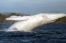 استراليا توفر حراسة مصاحبة للحوت الابيض "ميجالو" أثناء رحلته استراليا توفر حراسة مصاحبة للحوت الابيض "ميجالو" أثناء رحلته