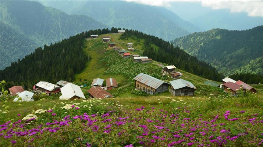 ريزة التركية