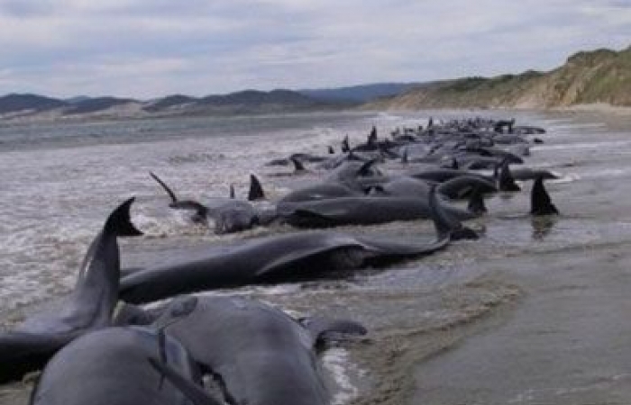 نفوق مئات الحيتان على أحد شواطئ نيوزيلندا