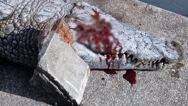 استياء في تونس بعد رجم تمساح حتى الموت