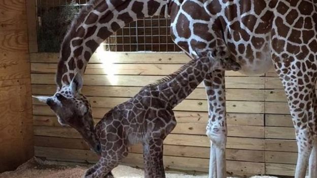 الزرافة الأكثر شهرة في العالم، تنجب في نيويورك