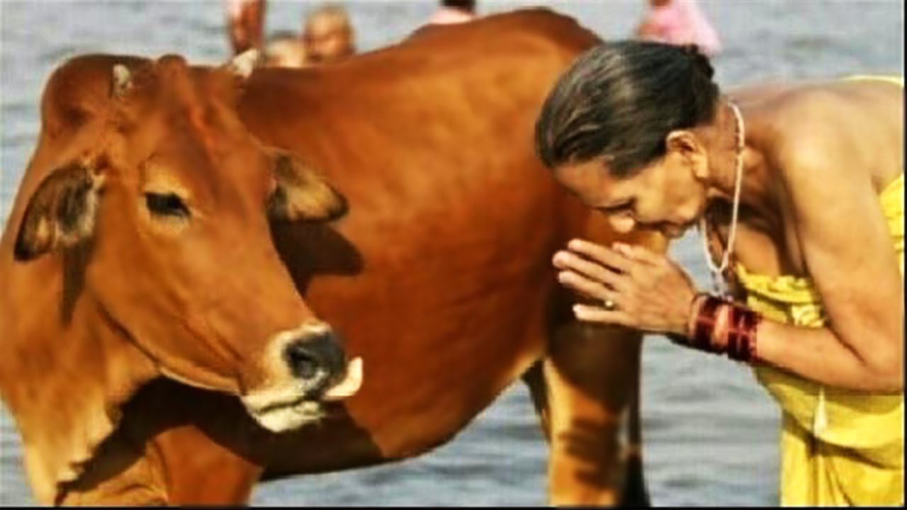 هندوس "يعتدون" على أسرة مسلمة في كشمير لتربيتها أبقاراً