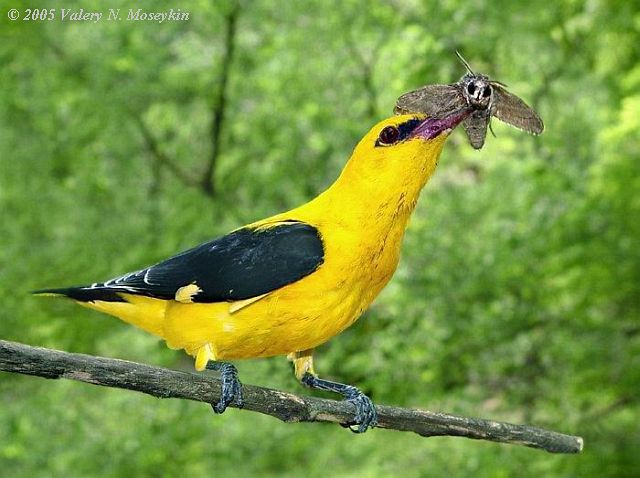 الهيئة الألمانية لحماية الطبيعة تخشى تلاشي الطيور والحشرات