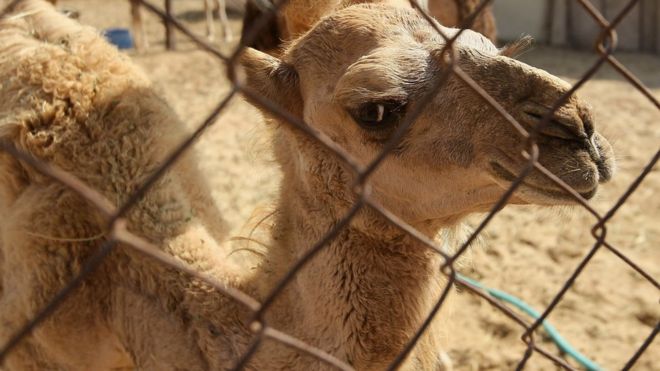 السعودية "تطرد الإبل والأغنام  المملوكة لقطريين "