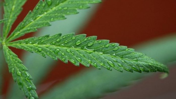 بيع "الحشيش" في الصيدليات لأغراض الترفيه في أوروغواي