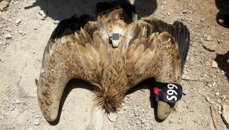 ما حقيقة القبض على "النسر المتجسس" بدرعا؟