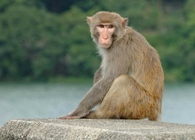 باحثون صينيون يستنسخون لأول مرة قردة بطريقة النعجة دولي