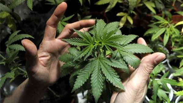 "عشبة القنب المخدرة" علاج مصرح به للمرة الأولى في بريطانيا