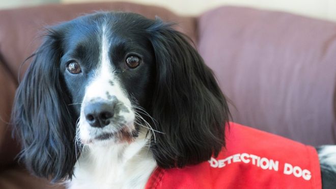 الكلاب تساعد في "اكتشاف مرض الملاريا ومكافحته"