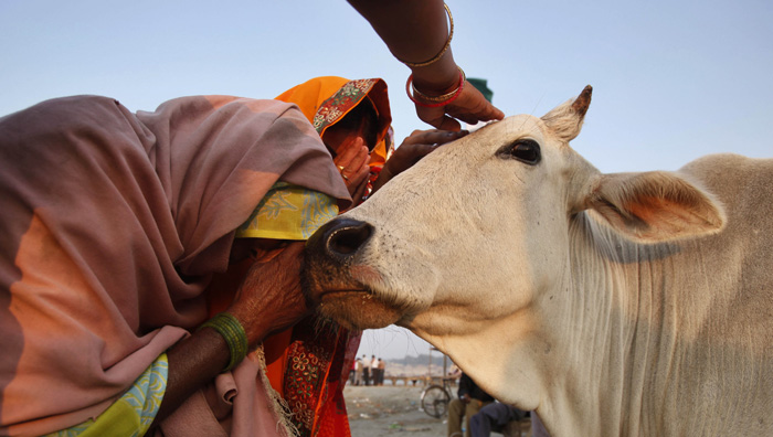 القبض على 4 هنود بعد مقتل شرطي خلال احتجاج على ذبح بقرة