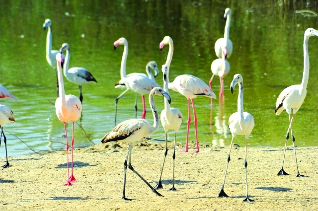 عشرات الدول تلتزم بالحفاظ على الطيور المائية المهاجرة