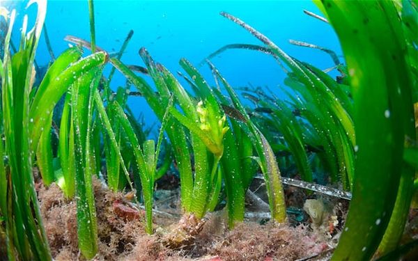 "بوسايدونيا": غابة تحت الماء في قلب المحيط مهددة بسبب حركة الملاحة والصيد