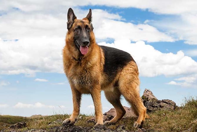 "كلب الآثار"... فلينتستون، أول كلب ألماني ينقب عن عظام البشر