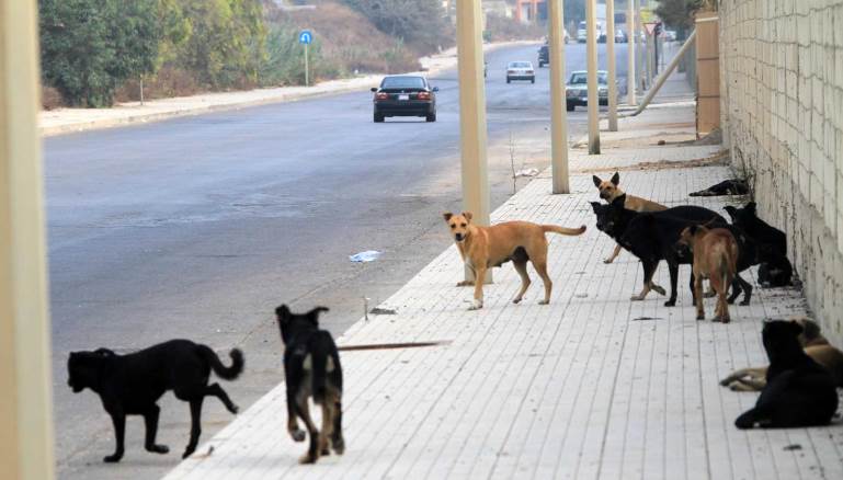 كلاب مشردة في شوارع تونس تبدأ حياة جديدة في بلد الهجرة