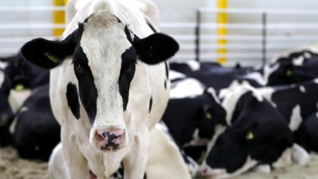 طبيب نوبلي:لحوم الأبقار والألبان قد تحتوي على مسببات للسرطان