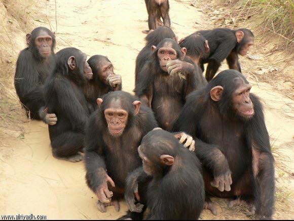  إناث القردة تعجل بفطام صغارها بالاستعانة بقريباتها في إرضاعهم