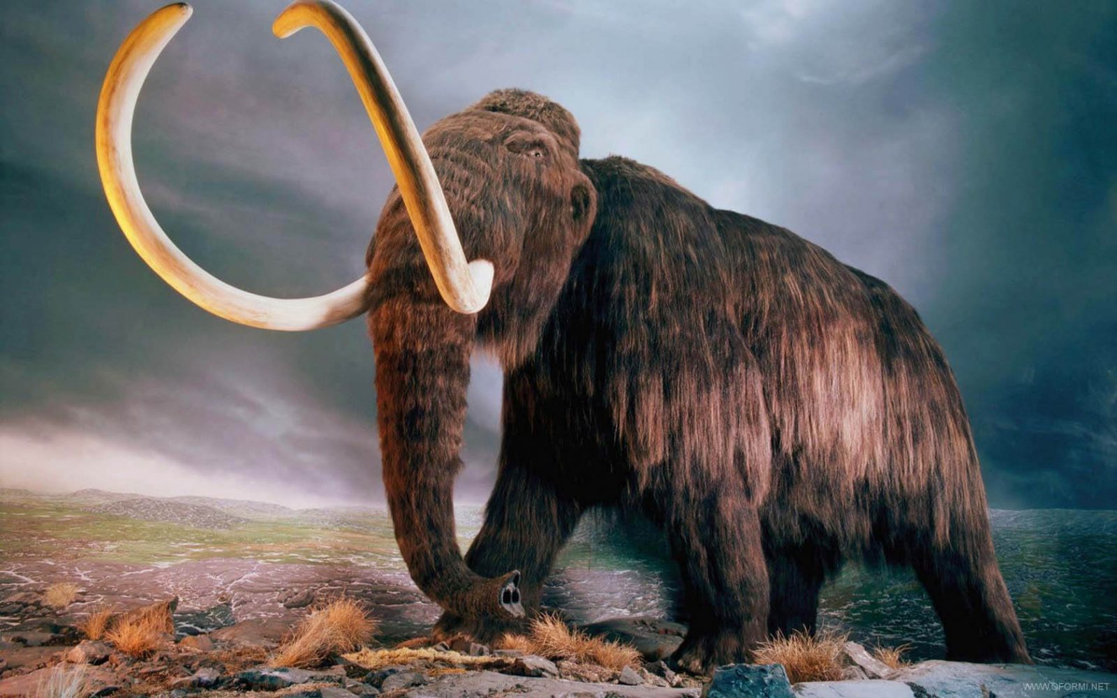 باحثون يكتشفون أكبر حيوان ثديي آكل للحوم في تاريخ الأرض
