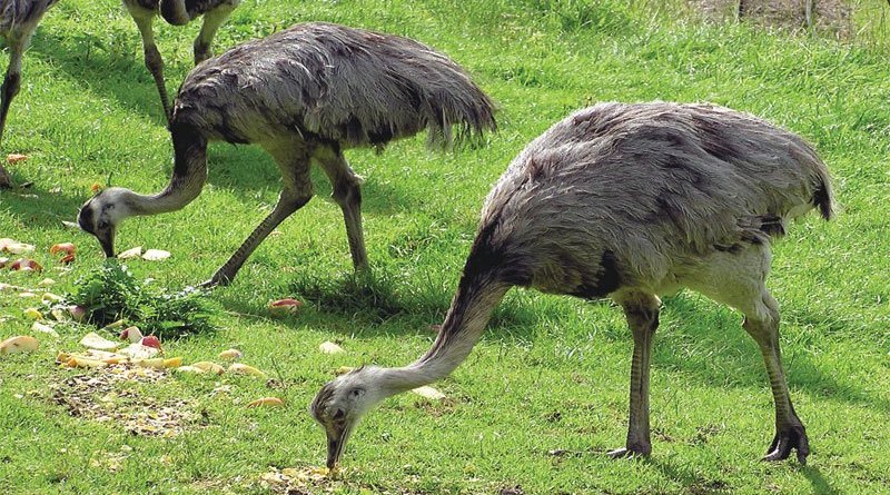 ألمانيا تنجح في توطين نوع من نعام أمريكا الجنوبية المهدد بالانقراض