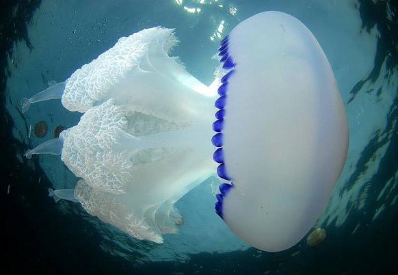 قنديل البحر الأسترالي السام