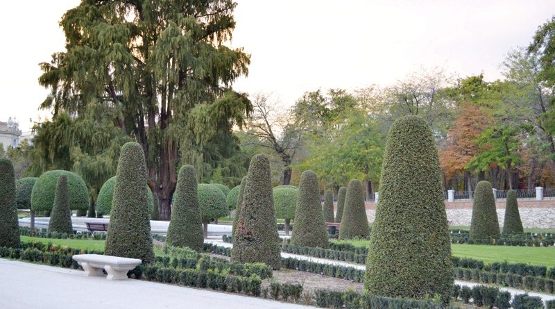 قصة شجرة "الأواويتي" جدة أشجار أقدم حدائق مدريد