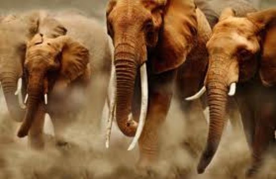 هل يتم رفع حظر صيد الأفيال ووحيد القرن في بعض دول أفريقيا؟