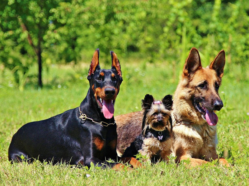 الكلاب العمياء تحتاج لأسنان صحية لتحسين حاسة الشم الكلاب العمياء تحتاج لأسنان صحية لتحسين حاسة الشم