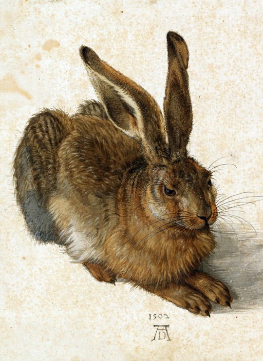 متحف البرتينا بفيينا يقيم معرضا ضخما للفنان الألماني البرت دوريفر