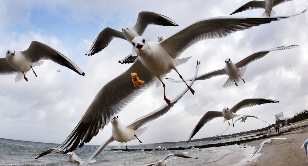 باحثون : الطيور أيضا تستطيع تكوين مجتمعات معقدة